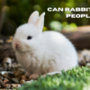 Can rabbits love people 1