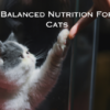 Balanced Nutrition For Cats