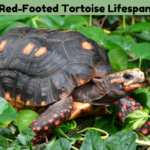 Red Footed Tortoise Lifespan