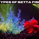 Types of betta fish