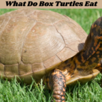 What Do Box Turtles Eat